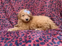 Darcy, a female Miniature Goldendoodle for sale in Lakeland, FL – 2 of 8