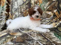 Chip, a male Poodle - Miniature  for sale in Lakeland, FL – 7 of 7