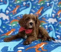 Pongo, a male Cavapoo for sale in Lakeland, FL – Photo 8 of 9