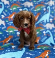 Pongo, a male Cavapoo for sale in Lakeland, FL – Photo 1 of 9