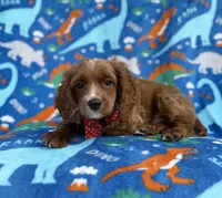 Pongo, a male Cavapoo for sale in Lakeland, FL – Photo 3 of 9