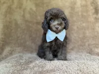 Chase, a male Cavapoo for sale in Lakeland, FL – 3 of 9