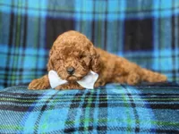 Cody, a male Cavapoo and Poodle - Miniature  for sale in Lakeland, FL – 7 of 9