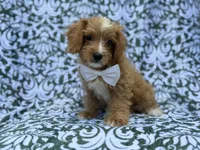 Moose, a male Cavapoo and Poodle - Miniature  for sale in Lakeland, FL – 8 of 8