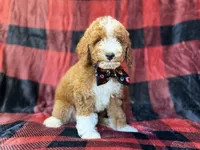 Twix, a male Poodle - Miniature  for sale in Lakeland, FL – 7 of 9