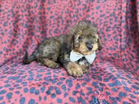 Oscar, a male Miniature Aussiedoodle for sale in Lakeland, FL – 3 of 9