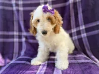 Tara, a female Cockapoo for sale in Lakeland, FL – 7 of 10