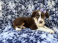 Bindi, a female Miniature Australian Shepherd for sale in Lakeland, FL – 6 of 8