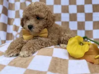 Rusty, a male Poochon for sale in Lakeland, FL – Photo 3 of 7