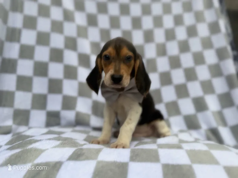 Winston – Beagle puppy for sale in Lakeland, FL