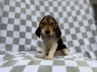 Winston, a male Beagle for sale in Lakeland, FL – 1 of 9