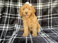 Tinsley, a female Cockapoo for sale in Lakeland, FL – 7 of 7