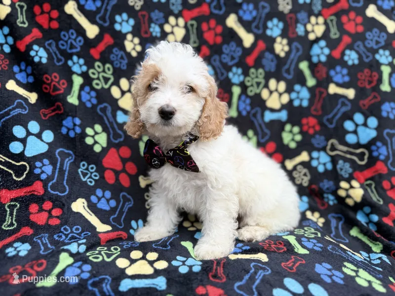 Larry – Cockapoo puppy for sale in Lakeland, FL