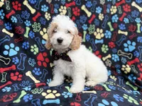 Larry, a male Cockapoo for sale in Lakeland, FL – 1 of 9