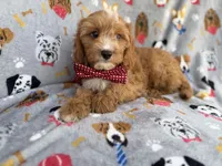 Chance, a male Cavapoo for sale in Lakeland, FL – 4 of 9