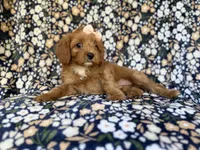 Marley, a female Cavapoo for sale in Lakeland, FL – 8 of 9