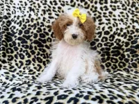 Jazzy, a female Poodle - Miniature  for sale in Lakeland, FL – 2 of 9