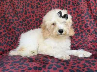 Olive, a female Cockapoo for sale in Lakeland, FL – 3 of 9
