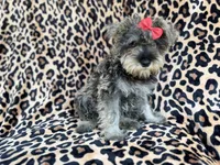 Pixie, a female Miniature Schnauzer for sale in Lakeland, FL – 7 of 9