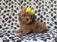 Carmen, a female Cavapoo and Poodle - Miniature  for sale in Lakeland, FL – 3 of 9