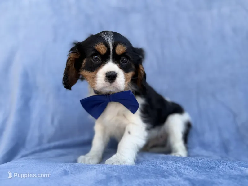 Goonie – Cavalier King Charles Spaniel puppy for sale in Lakeland, FL