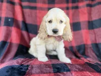 Tonka, a male Cocker Spaniel for sale in Lakeland, FL – 8 of 10
