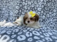 Grace, a female Lhasa Apso for sale in Lakeland, FL – 7 of 9