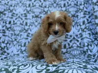 Moose, a male Cavapoo and Poodle - Miniature  for sale in Lakeland, FL – 2 of 8