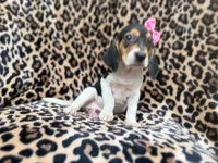Winnie, a female Beagle for sale in Lakeland, FL – 4 of 9