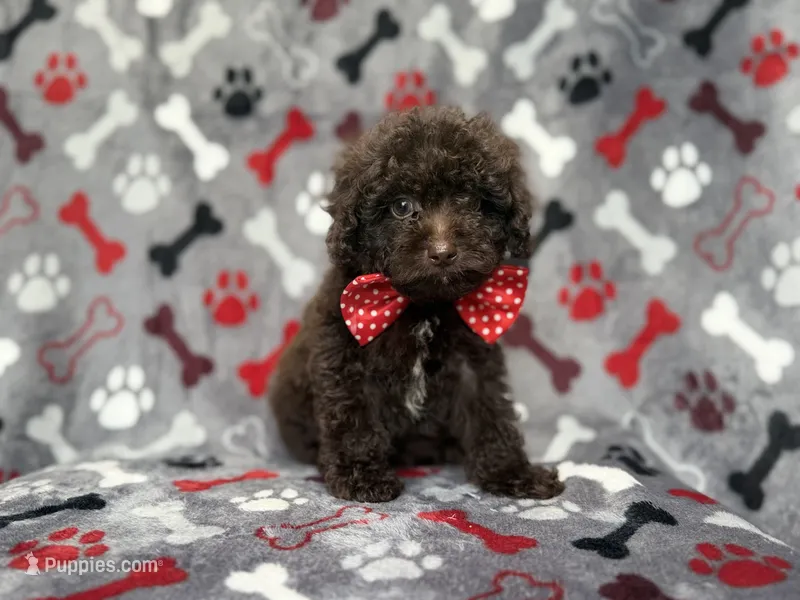 Benson – Shihpoo, Poodle - Miniature  puppy for sale in Lakeland, FL