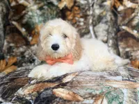 Ollie, a male Cockapoo for sale in Lakeland, FL – 4 of 9