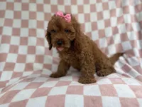Reba, a female Cavapoo for sale in Lakeland, FL – 4 of 9