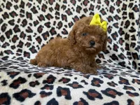 Carmen, a female Cavapoo and Poodle - Miniature  for sale in Lakeland, FL – 8 of 9
