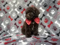 Benson, a male Shihpoo and Poodle - Miniature  for sale in Lakeland, FL – 9 of 10