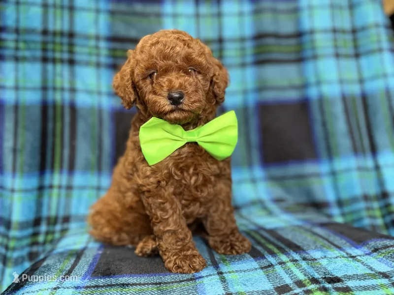 Scooby – Miniature Goldendoodle puppy for sale in Lakeland, FL