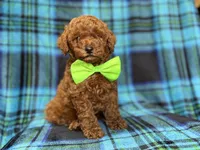 Scooby, a male Miniature Goldendoodle for sale in Lakeland, FL – 1 of 10