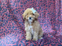 Skittles, a female Cavapoo for sale in Lakeland, FL – 5 of 10