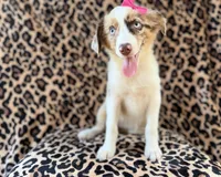Brynlee, a female Miniature Australian Shepherd for sale in Lakeland, FL – 5 of 7