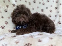Amos, a male Shihpoo for sale in Lakeland, FL – 9 of 10