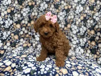 Rain, a female Cockapoo for sale in Lakeland, FL – 5 of 9