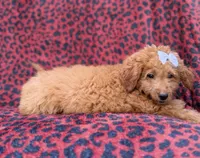 Darcy, a female Miniature Goldendoodle for sale in Lakeland, FL – 2 of 8