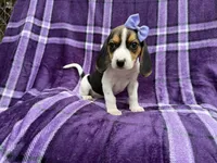 Pooh, a female Beagle for sale in Lakeland, FL – 8 of 8