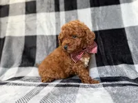 Scout, a male Miniature Goldendoodle for sale in Lakeland, FL – 5 of 8