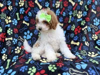 Candy, a female Poodle - Miniature  for sale in Lakeland, FL – 6 of 7