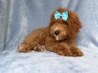 Peaches, a female Cockapoo for sale in Lakeland, FL – 4 of 10