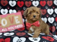 Hudson, a male Shihpoo for sale in Lakeland, FL – Photo 1 of 9