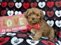 Hudson, a male Shihpoo for sale in Lakeland, FL – Photo 8 of 9
