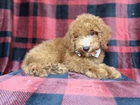 Peter, a male Cockapoo for sale in Lakeland, FL – 3 of 9