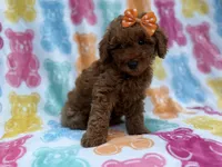Ansley, a female Cavapoo and Poodle - Miniature  for sale in Lakeland, FL – 6 of 8