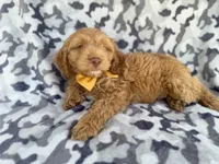 Toby, a male Cockapoo for sale in Lakeland, FL – 6 of 8